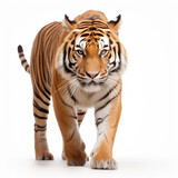 Fototapeta Zwierzęta - tiger panthera tigris isolated on white background