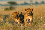 Fototapeta Zwierzęta - two lion cubs walking together
