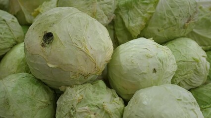 Wall Mural - Group of green cabbages in supermarket, Fresh cabbage from farm field,Cabbages harvest, heap cabbage. High quality 4k footage