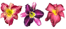  Set Of 3 Different Daylily (Hemerocallis)  Flowers Isolated On Transparent Background 