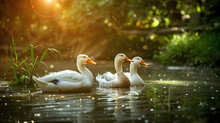 Three Ducks Are Swimming In A Pond. The Water Is Calm And The Sun Is Shining On The Surface Of The Water