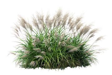 
Bush of blooming ornamental grass isolated on white background Realistic daytime first person perspective