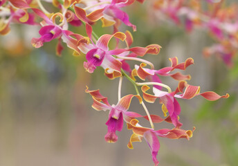 Canvas Print - Close-up of pinkish orange Dendrobium orchid flowers blooming in the tropical garden on a blurred green background.