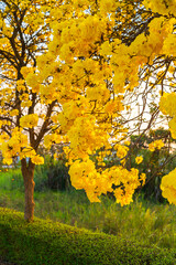 Wall Mural - Beautiful blooming Yellow Golden Tabebuia Chrysotricha flowers of the Yellow Trumpet that are blooming with the park in spring day in the garden and sunset sky background in Thailand.