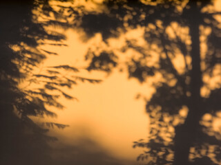 Poster - Tree leaves shadow on wall Nature Abstract background 