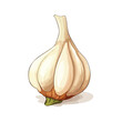 A fragrant garlic bulb illustration with papery