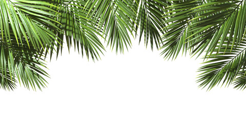 Fototapete - Palm leafy green freshness cut out backgrounds 3d illustrations png file
