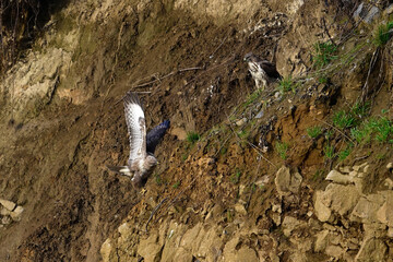 Wall Mural - Mäusebussard // Common buzzard (Buteo buteo)