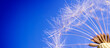 Close up dandelion on bright blue background with copy space. Abstract nature background