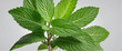 Mint leaf isolated green leaf