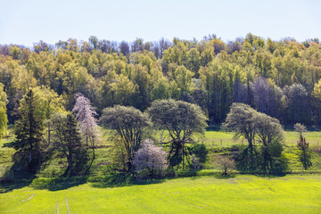 Poster - Green field with budding trees in spring