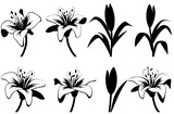 Fototapeta  - set of black and white flowers