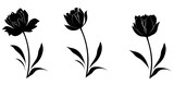 Fototapeta  - silhouette of a flower