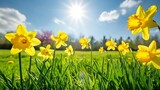 Fototapeta Tulipany - A sunny spring day with daffodils blooming in the grass, symbolizing hope and renewal.