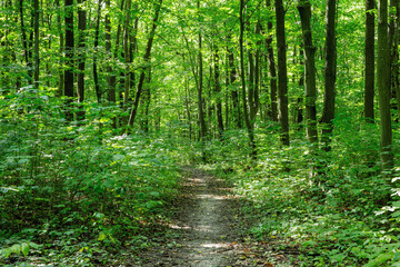 Naklejka na meble Path in green summer forest