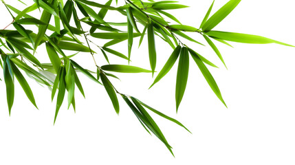  Grace Bamboo of Nature on Transparent Background. PNG file
