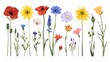 Flower set in summer. Field blooms, floral plants. Gentle delicate wildflowers. Blossomed spring anemone, sunflower, crocus, poppy buds. Flat modern illustrations isolated on white.