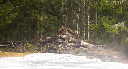 Poster - Wood pile in the forest with trees in the background.