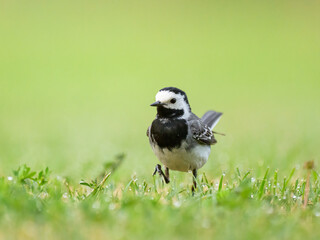 Poster - A White Wagtail running on a meadow