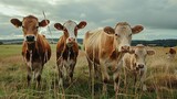 Fototapeta Zwierzęta - Grazing cows in a pasture - Offset.