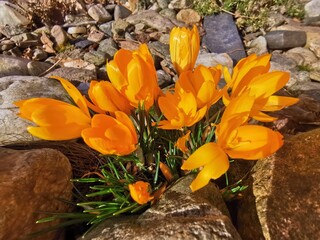 Poster - yellow crosus flowers