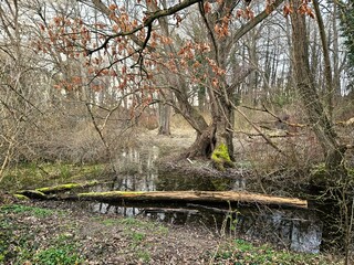 Poster - Serene forest creek surrounded by trees