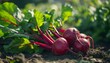 Ripe Red Beetroots with Green Leaves Sunlit Soil