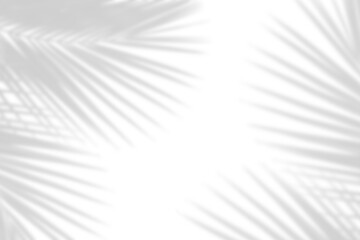 Wall Mural - palm leaf shadow on white