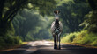 zebra gracefully crosses an asphalt road with a blurred car in the background