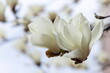 ハクモクレンの白い花