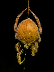 Garden Orb Weaver Spider in NSW Australia