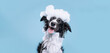 Happy black and white border collie puppy has his eyes closed and sits with soap foam on his head on a blue background. Water procedures for pets, grooming. Banner with copy space. Puppy Day