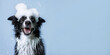 © Irina - Happy black and white border collie puppy has his eyes closed and sits with soap foam on his head on a blue background. Water procedures for pets, grooming. Banner with copy space. Puppy Day