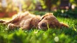 A sleeping retriever in the grass with warm sunlight.