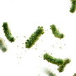 3d rendered illustration of bacteria
