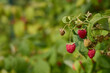 Raspberry bush with berries in garden