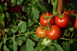 Juicy red tomatoes on bush in vegetable garden