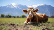 Brown cow lounging in vibrant green field, with snow-capped mountains in background under clear blue sky.