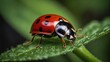 © Vugar & Salekh - close-up macro photo of ladybug on leaf