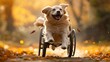 Golden Retriever Enjoying a Fall Stroll in a Wheelchair Surrounded by Autumn Leaves on a Path