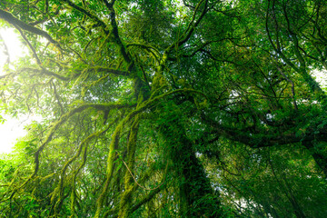 Wall Mural - green tree forest with moss on tree branches. natural carbon capture. sustainable forest management.