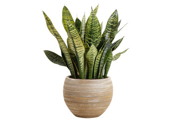 a tall snake office plant on transparency background PNG