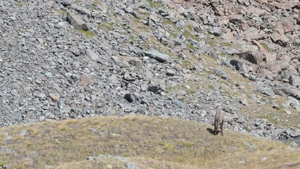 Wall Mural - Two mammals at grazing in the summer season, the Alpine chamois (Rupicapra rupicapra)