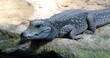 Stumpfkrokodil / Dwarf crocodile / Osteolaemus tetraspis