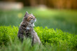 Un chat de race angora turc dans la nature
