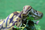 Fototapeta Sawanna - Königspython / Ball python or Royal python / Python regius