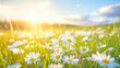Spring Meadows: Sunlit Daisy Field