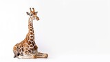 Fototapeta  - Whimsical Seated Giraffe Studio Portrait