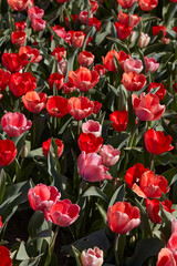 Wall Mural - Tulip flowers and field in red and pink colors texture background in spring sunlight
