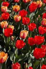 Wall Mural - Tulip flowers in red and yellow colors texture background in spring sunlight